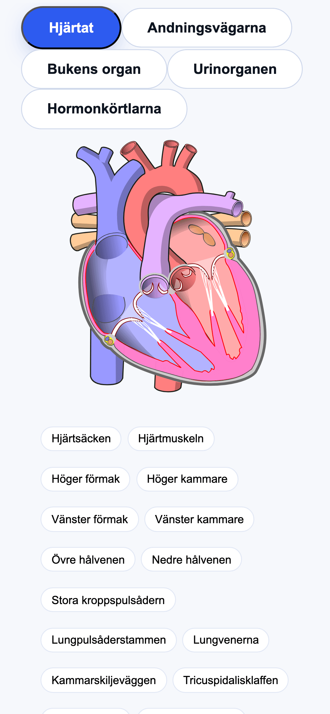 Organatlasen i SSK-appen — klickbar hjärtplåt med förmak, kammare och klaffar listade på svenska